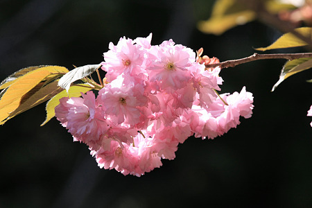 2010.05.22　白布温泉　八重桜