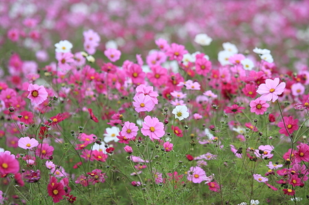 2010.10.25　湯の台スキー場　秋桜