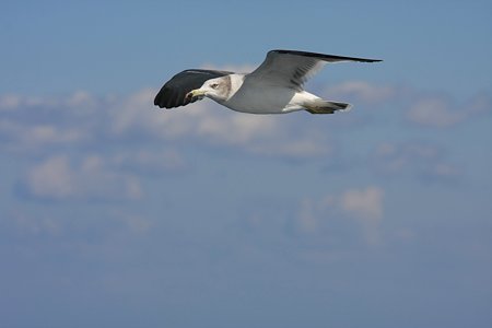 2010.10.29　浄土ヶ浜　島めぐり　ウミネコ　ジョナサン
