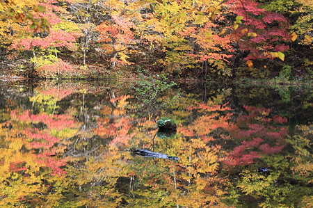 2010.10.28 蔦温泉 菅沼 紅葉
