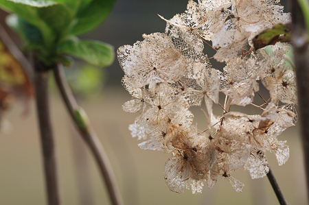 2010.11.18 和泉川 紫陽花