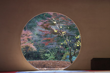 2010.11.29　鎌倉　明月院