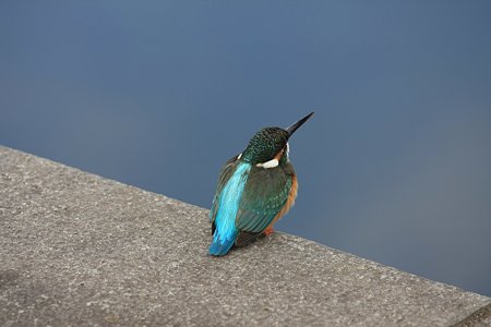 2011.01.11　和泉川　カワセミ　眼鏡橋