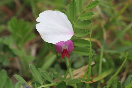 2011.04.21　追分市民の森　カラスノエンドウに桜の花弁