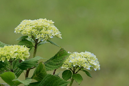 2011.05.31 和泉川 紫陽花