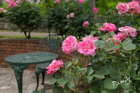 rose garden..20