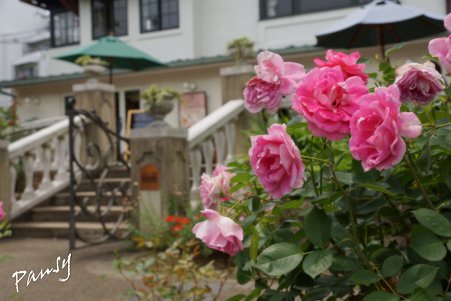 rose garden..21
