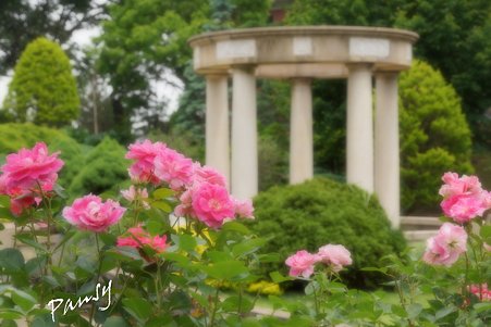rose garden..22