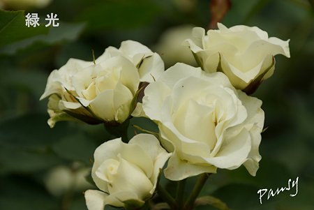 rose garden..24