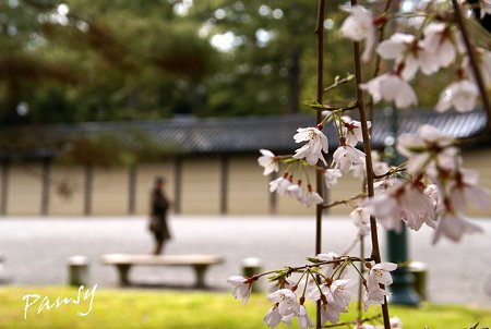 しだれ桜・・13 京都御苑 2010