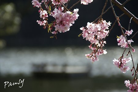 桜咲く・・お濠・・2