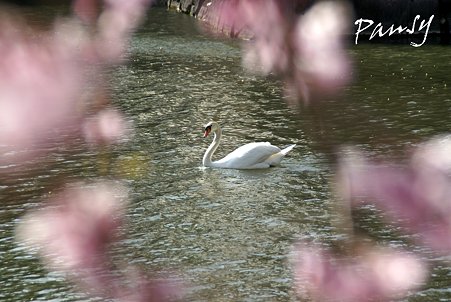 桜の輪のなかに・・