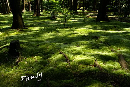 苔のビロード・・1