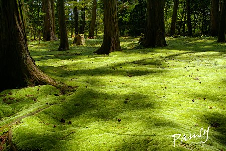 苔のビロード・・3