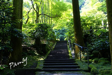 緑陰の石段・・