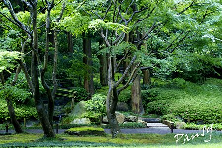 明月院 後庭園にて・・18