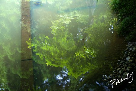 池に映して・・明月院 後庭園にて・・22