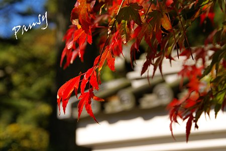 red and white..紅葉の三渓園・・15