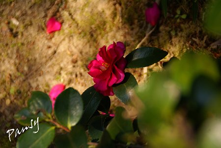 red camellia..