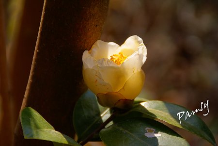 white camellia..