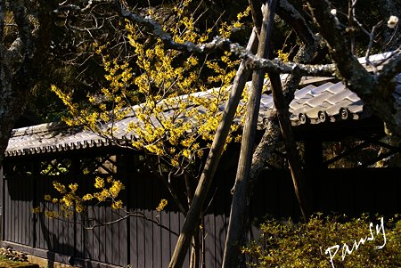 マンサク爛漫・・　早春の東慶寺にて・・10