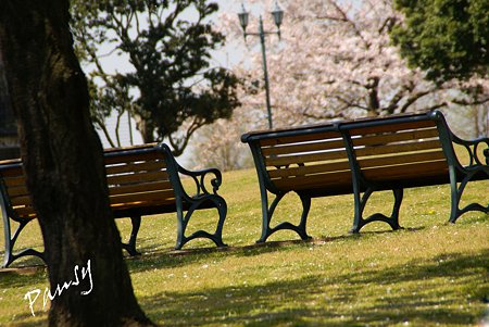 桜景色・・3