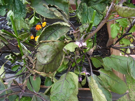 RIMG0610