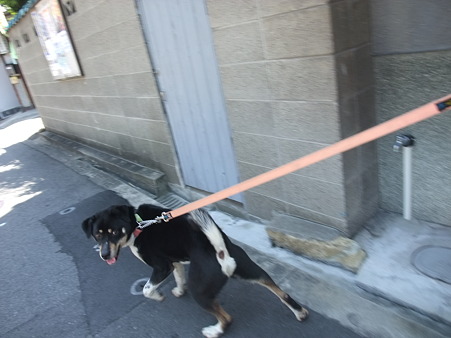 頑張って来い!こた!