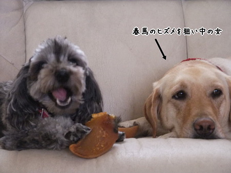 おうちにおるよ~