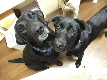 犬が大好きな葵ちゃんです♪