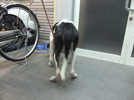 尻尾垂れ下がったまま
