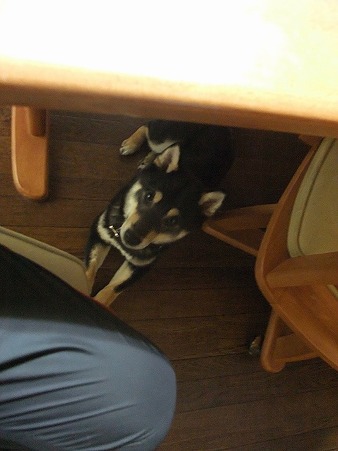 かわいい♪