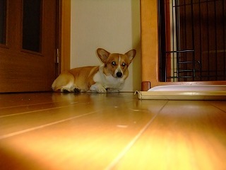 2010_0320雨の音に!!0007