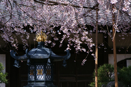 しだれ桜、本覚寺!(100327)