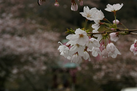 桜咲く参道、光則寺!(100327)