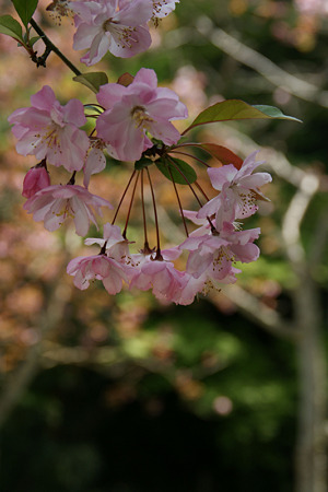 ぶら下がる海棠の花、妙本寺!(100411)