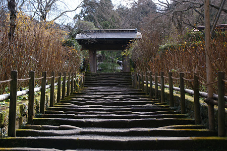 紫陽花の参道は冬枯れ!(110101)