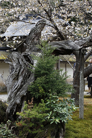 常照皇寺 - 09