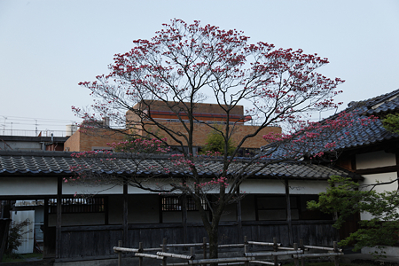 宝光寺 - 04