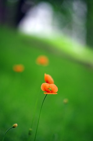 IMGP0018