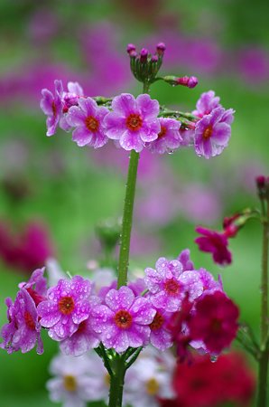IMGP0897