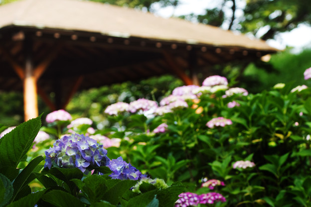 紫陽花公園