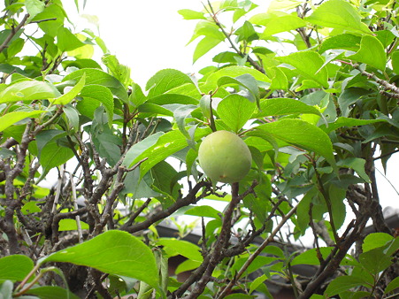 DSCN0817