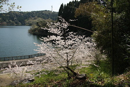 小中湖の桜