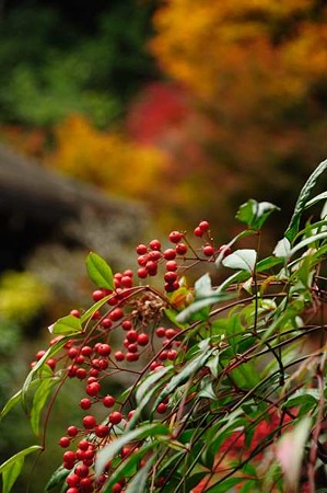 0911181448_DSC_1434