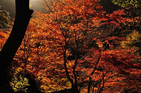 1011230742_DSC_4138