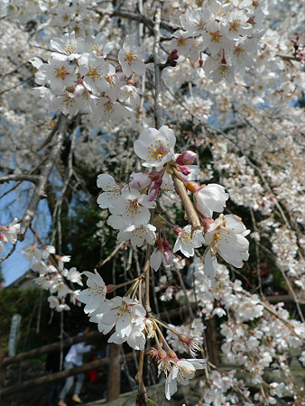 大原大しだれ桜(4)