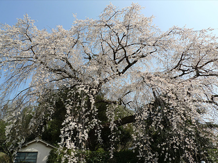 大原大しだれ桜(6)