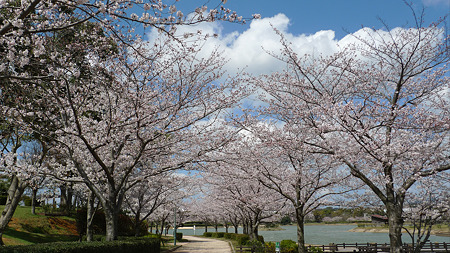 駕与丁公園の桜(1)