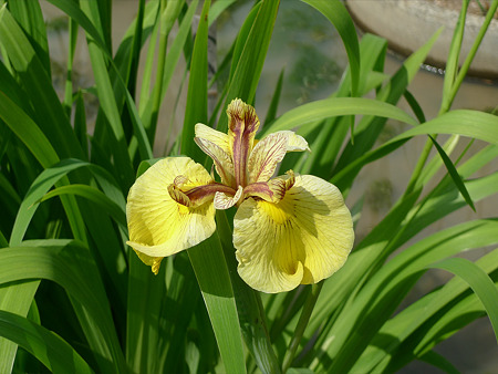 みやこ町豊津運動公園内の花菖蒲公園(9)